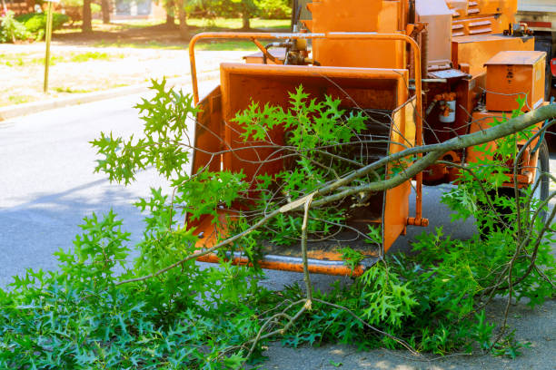 Monument Hills, CA Tree Service Company